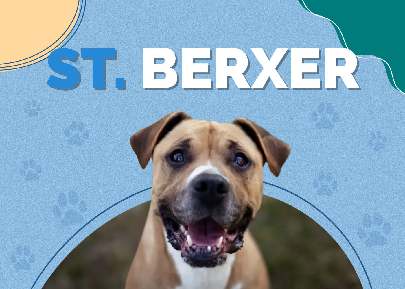 Saint Berxer (Saint Bernard & Boxer Mix) Info, Pictures, Traits & More