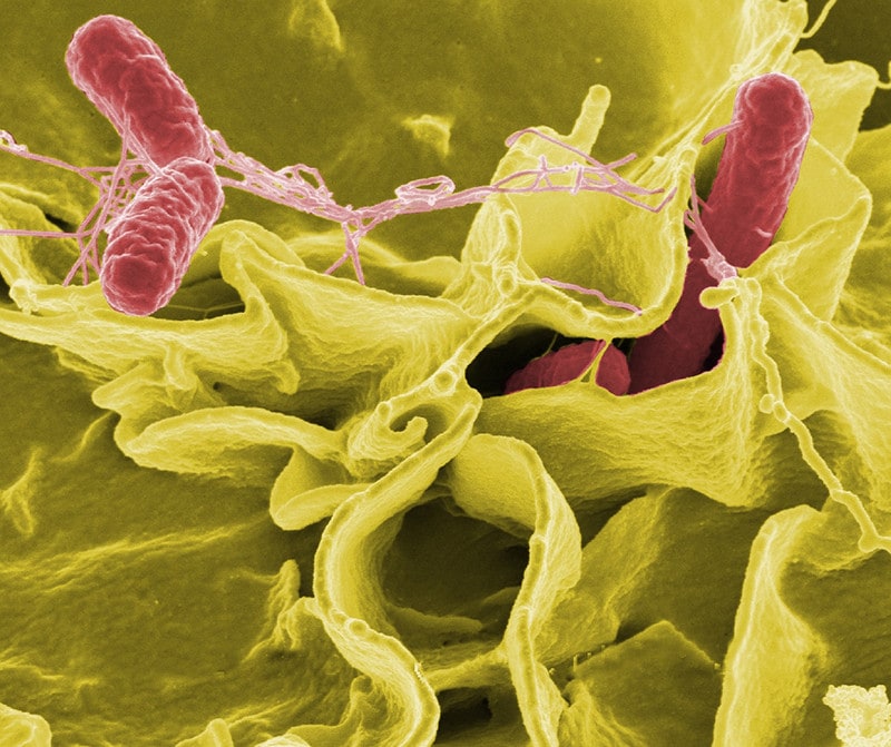 Can Dogs Get Salmonella? Signs & How to Treat It (Vet Answer)