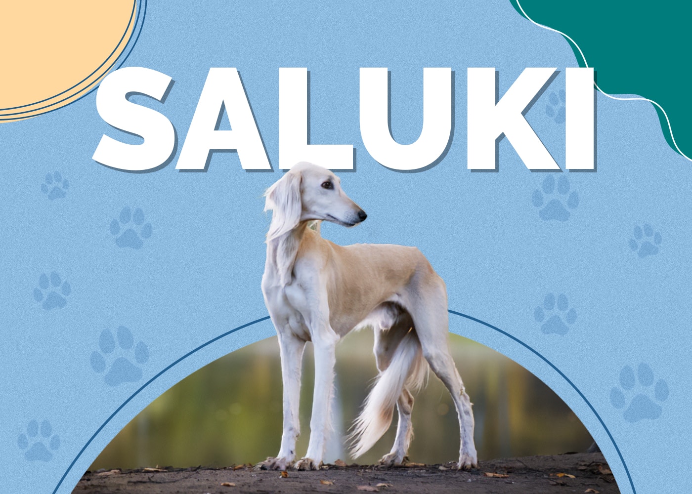 Saluki Dog Breed Info: Pictures, Characteristics & Facts