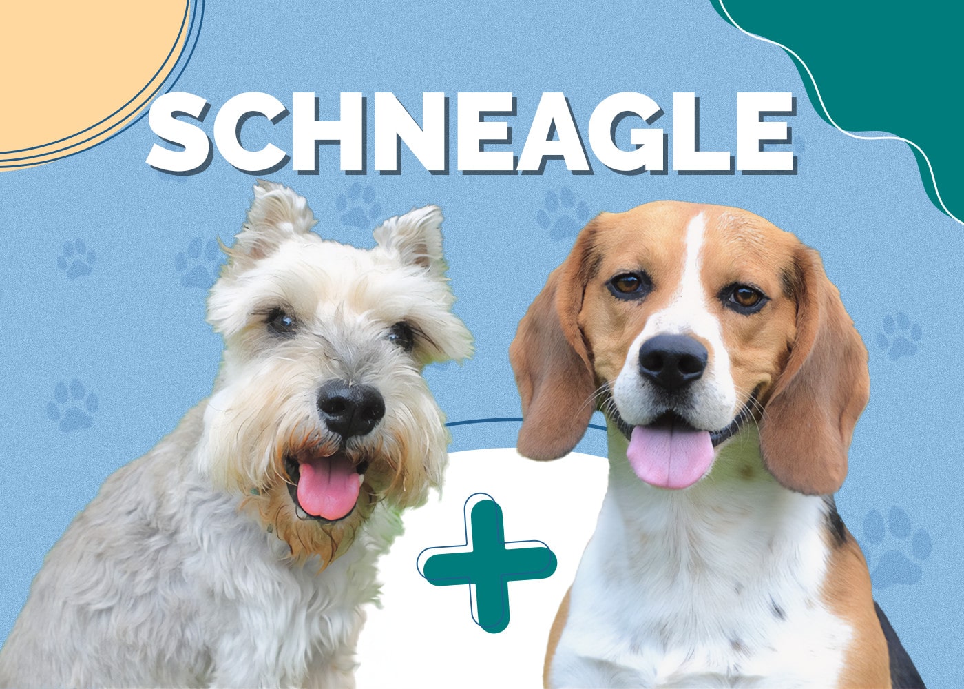 Schneagle (Miniature Schnauzer & Beagle Mix): Info, Pictures, Traits and Facts