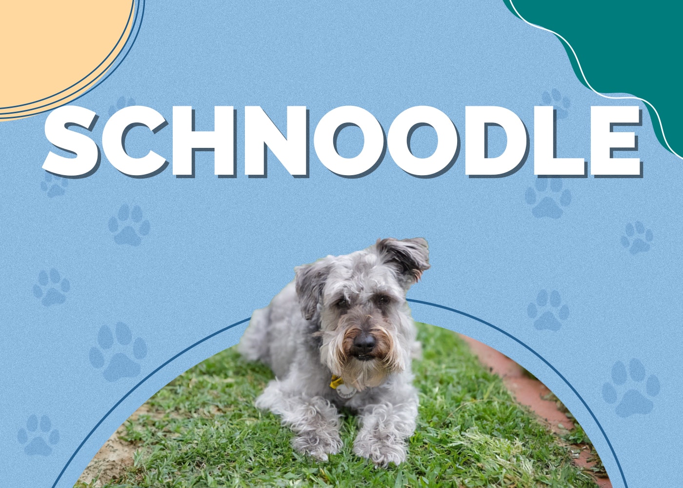 Schnoodle (Schnauzer & Poodle Mix) Dog Breed Info: Pictures, Traits, Facts & Puppies
