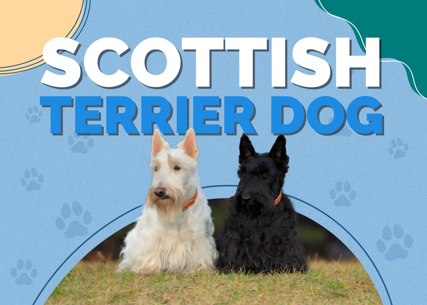 Scottish Terrier Dog Breed Info: Pictures, Personality & Facts