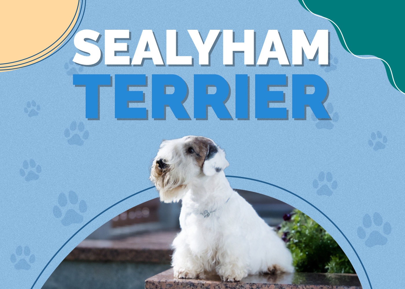 Sealyham Terrier Dog Breed: Info, Pictures, Care & More