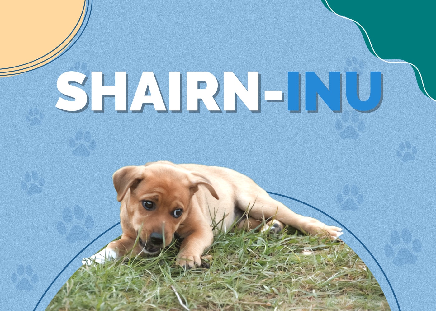 Shairn-Inu (Shiba Inu & Cairn Terrier Mix): Dog Breed Info, Pictures, Traits