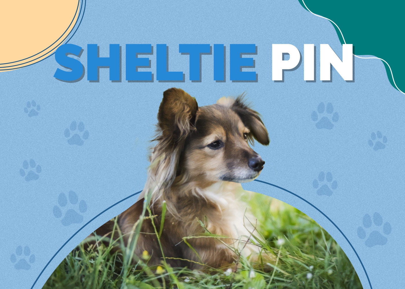 Sheltie Pin (Shetland Sheepdog & Miniature Pinscher Mix): Info, Pictures & More