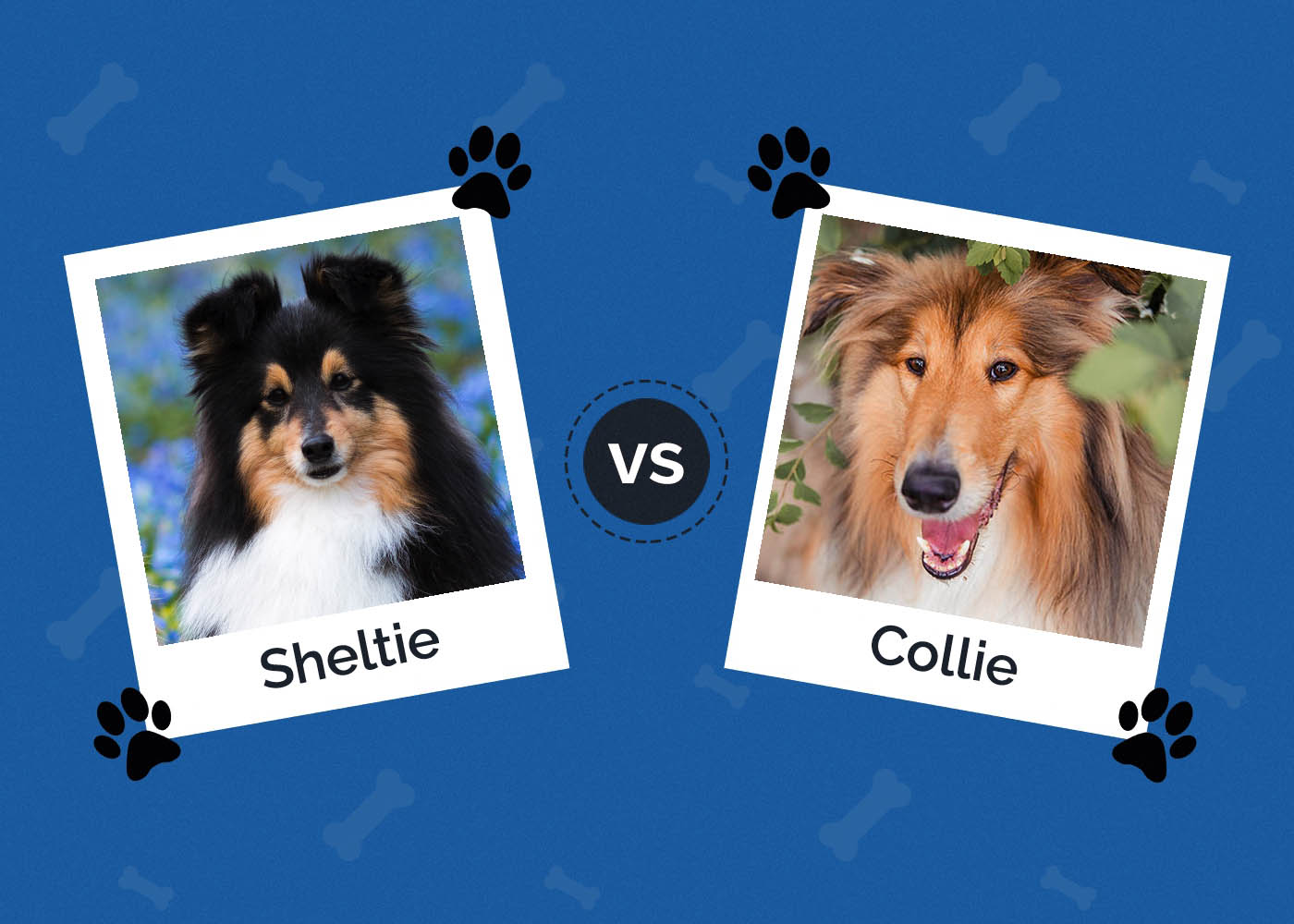 Sheltie vs. Collie: Notable Differences (With Pictures)