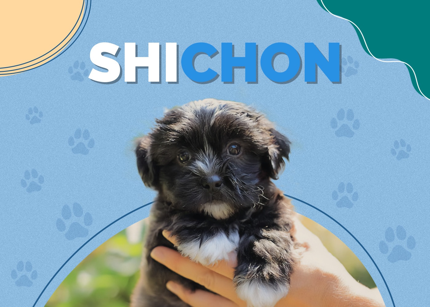 Shichon (Shih-Tzu & Bichon Frise Mix): Info, Pictures, Care & More