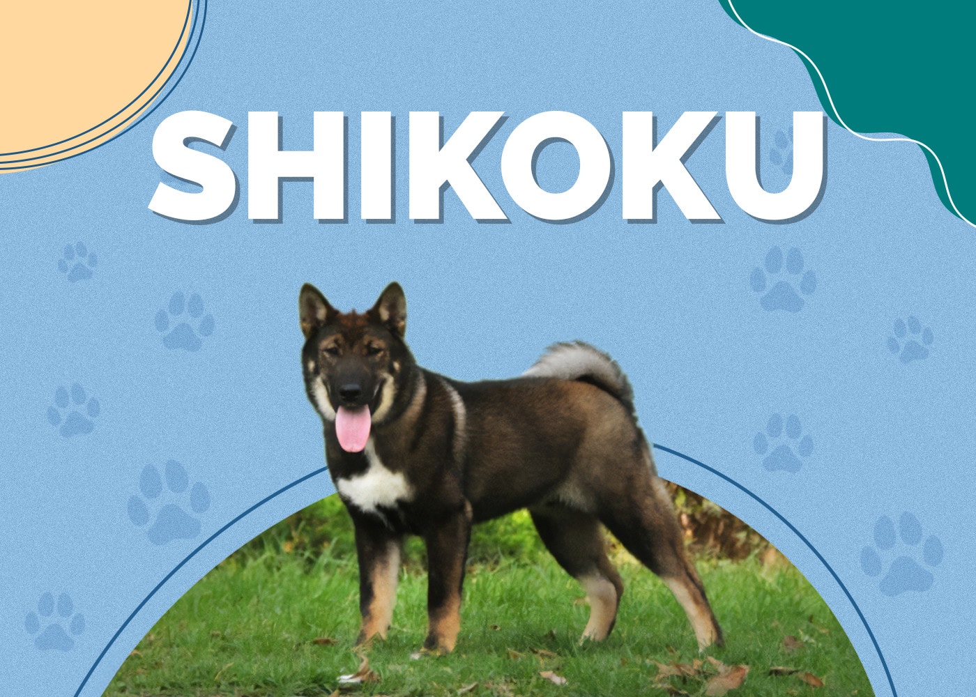 Shikoku Dog Breed Info: Pictures, Personality & Facts