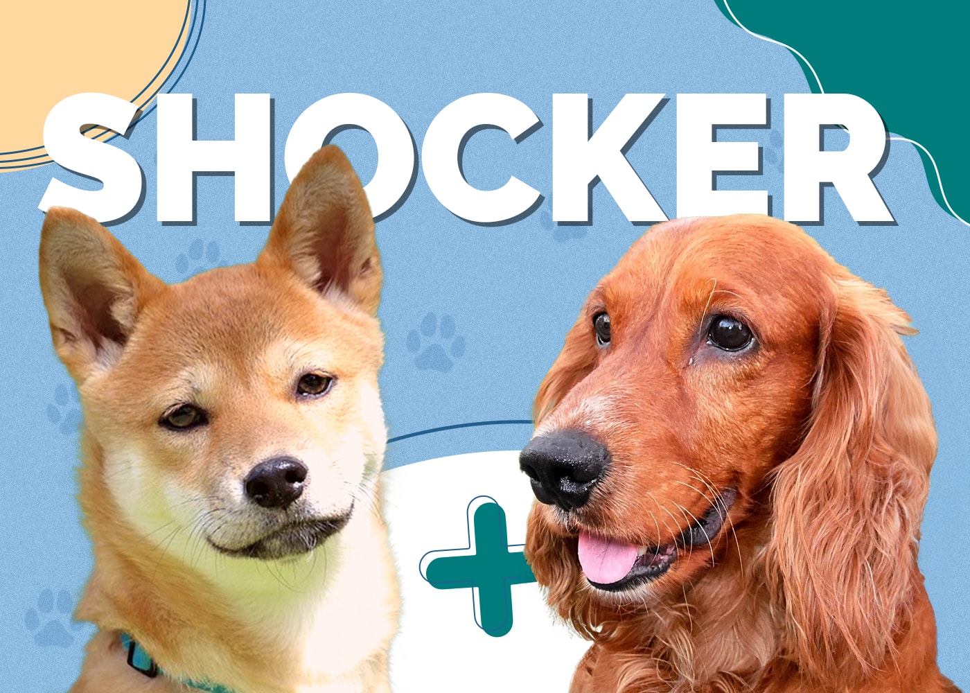 Shocker (Shiba Inu & American Cocker Spaniel Mix) Info, Pictures, Traits & Facts