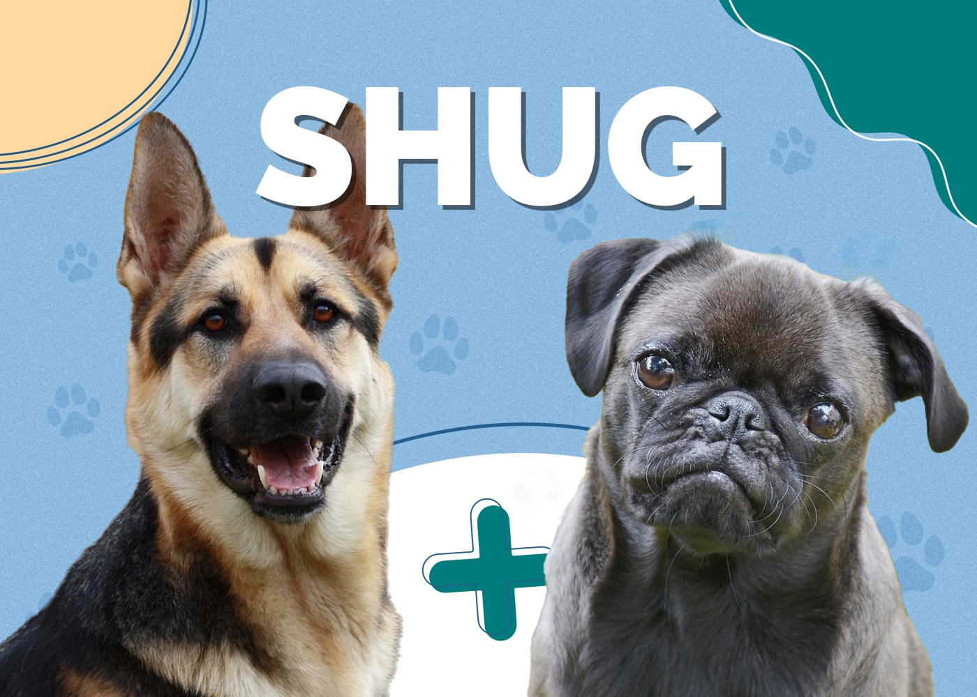 Shug (German Shepherd & Pug Mix): Breed Info, Pictures & Care Guide
