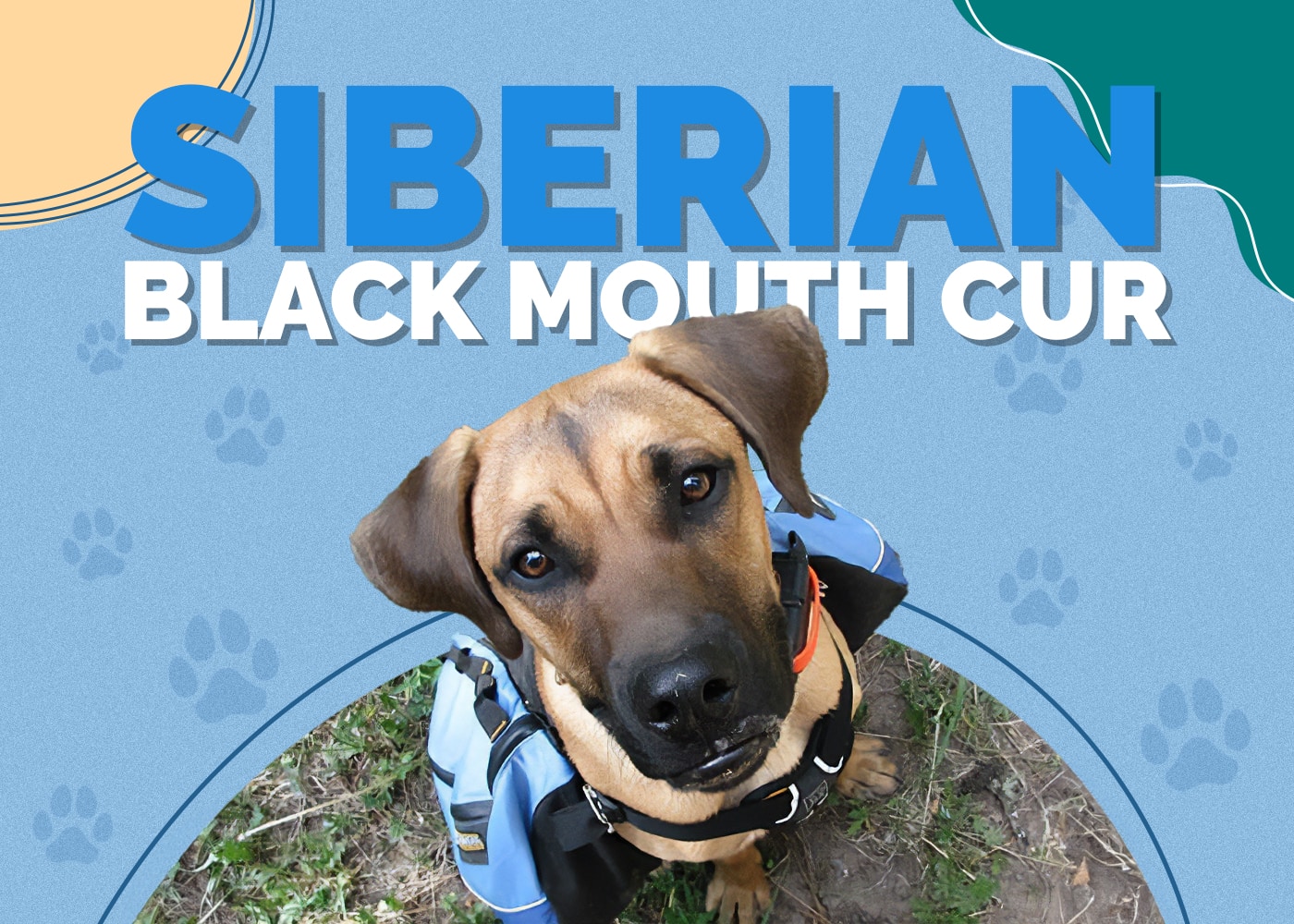 Siberian Black Mouth Cur (Siberian Husky & Black Mouth Cur Mix): Info, Pictures, Characteristics & Facts
