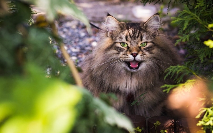 Why Do Cats Pant? 4 Possible Reasons & What You Can Do