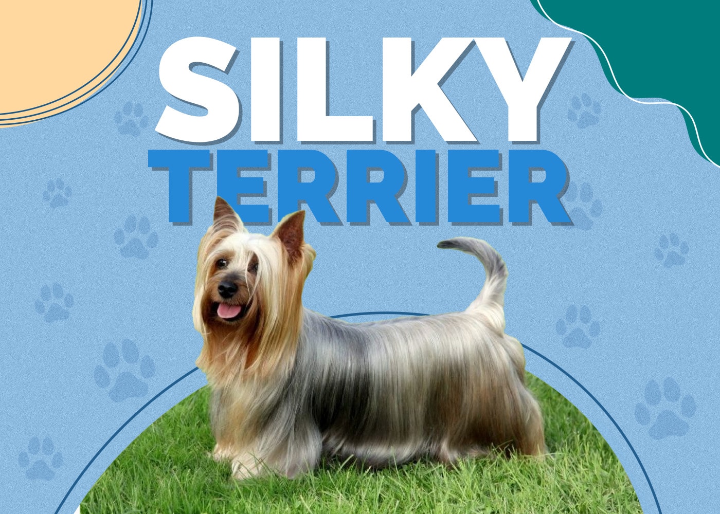 Silky Terrier Dog Breed Info: Pictures, Puppies, Traits & Facts