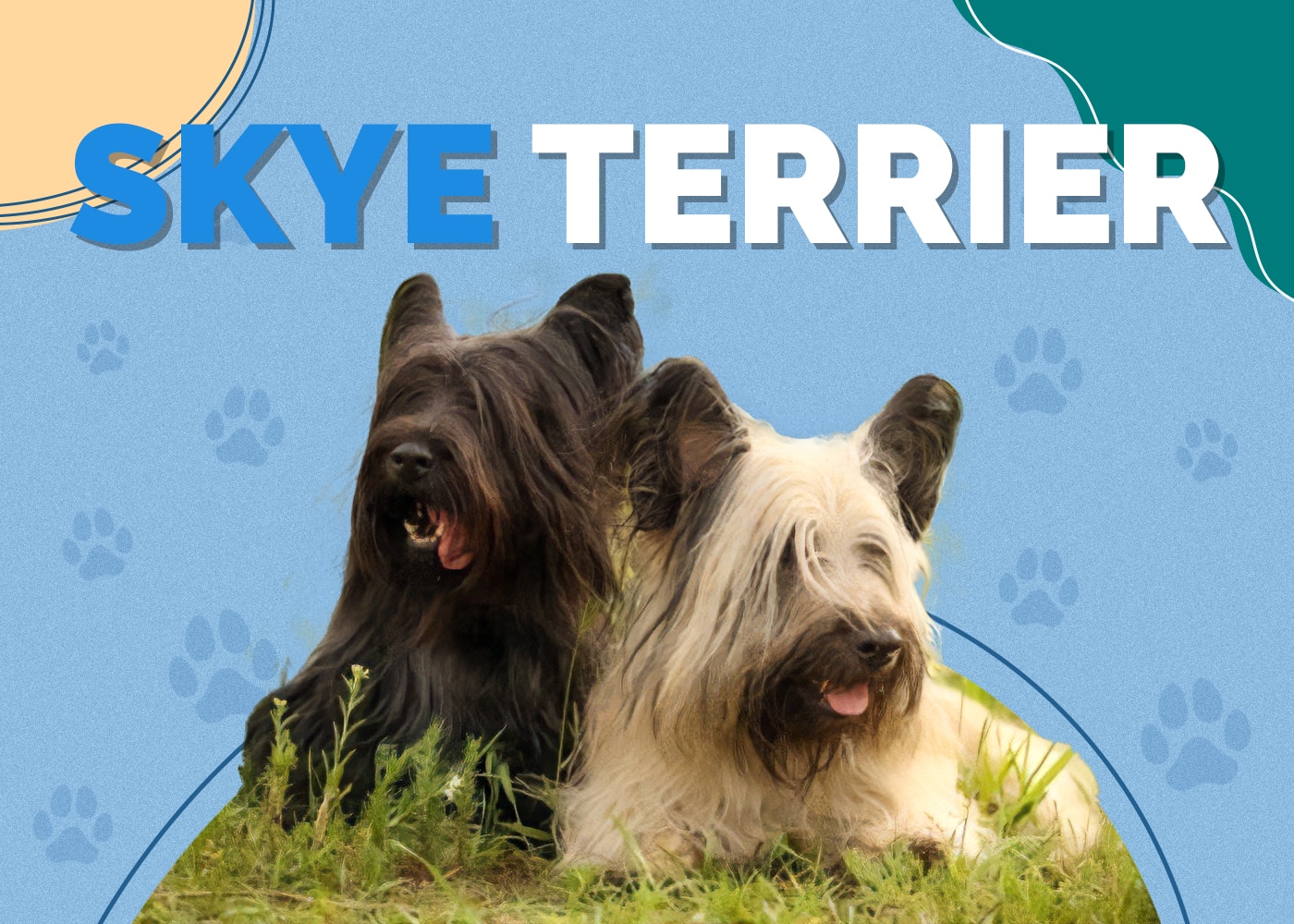 Skye Terrier Dog Breed Info, Pictures, Traits & Facts