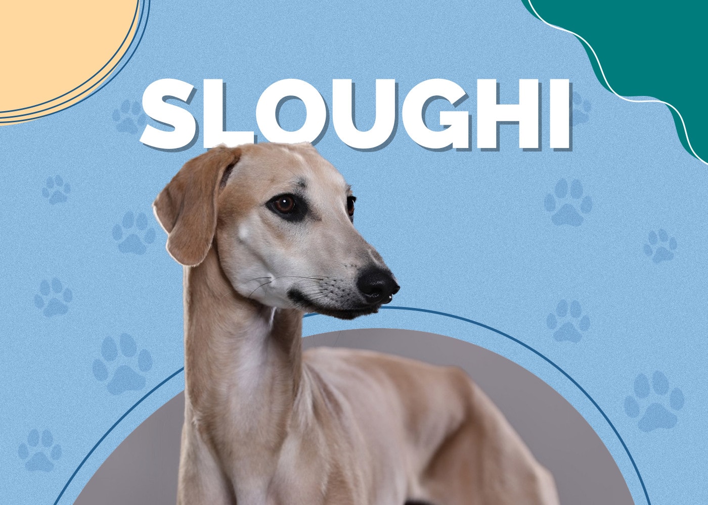 Sloughi Dog Breed: Info, Pictures, Characteristics & Facts