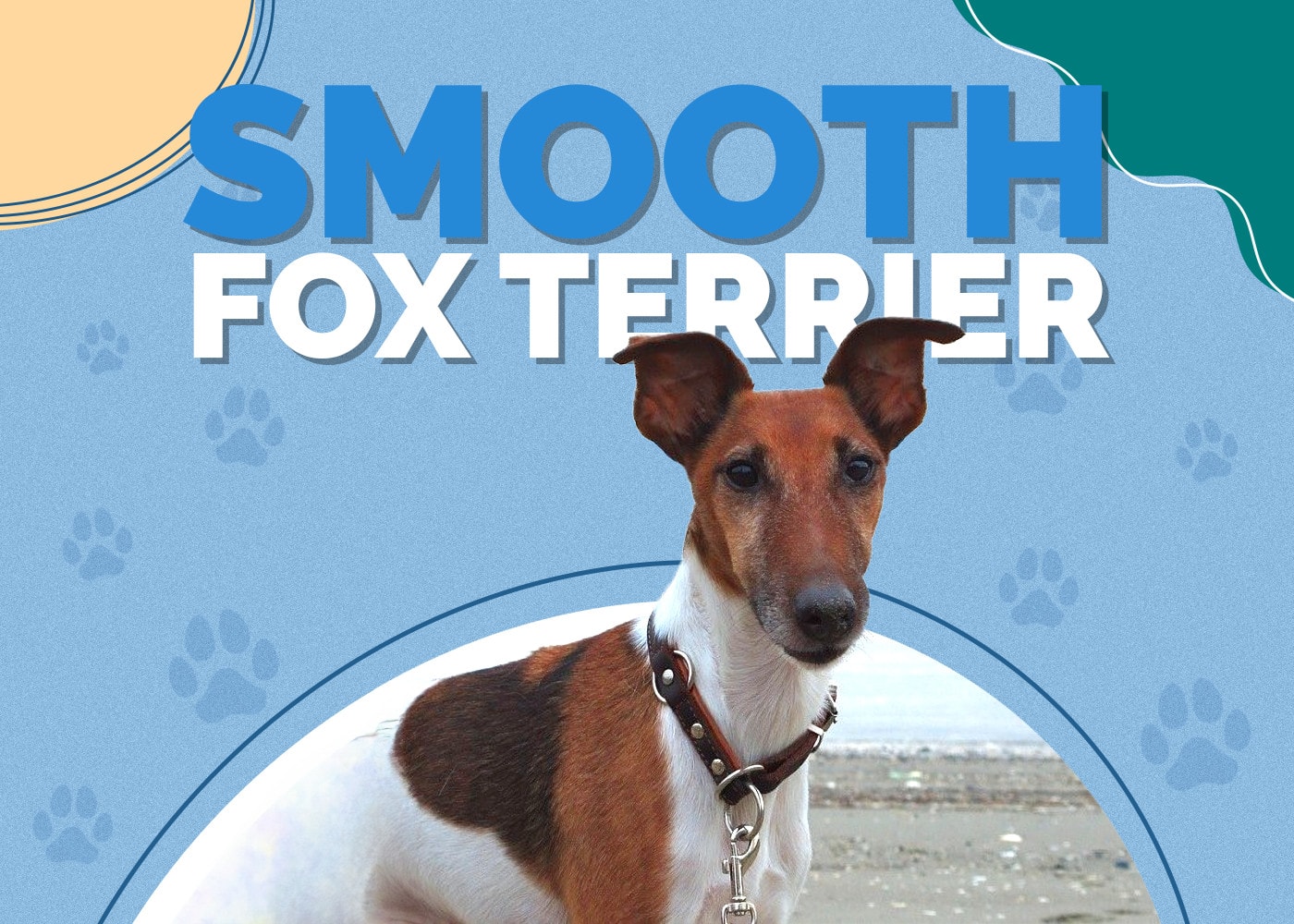 Smooth Fox Terrier Breed Info: Pictures, Traits, Facts, Puppies