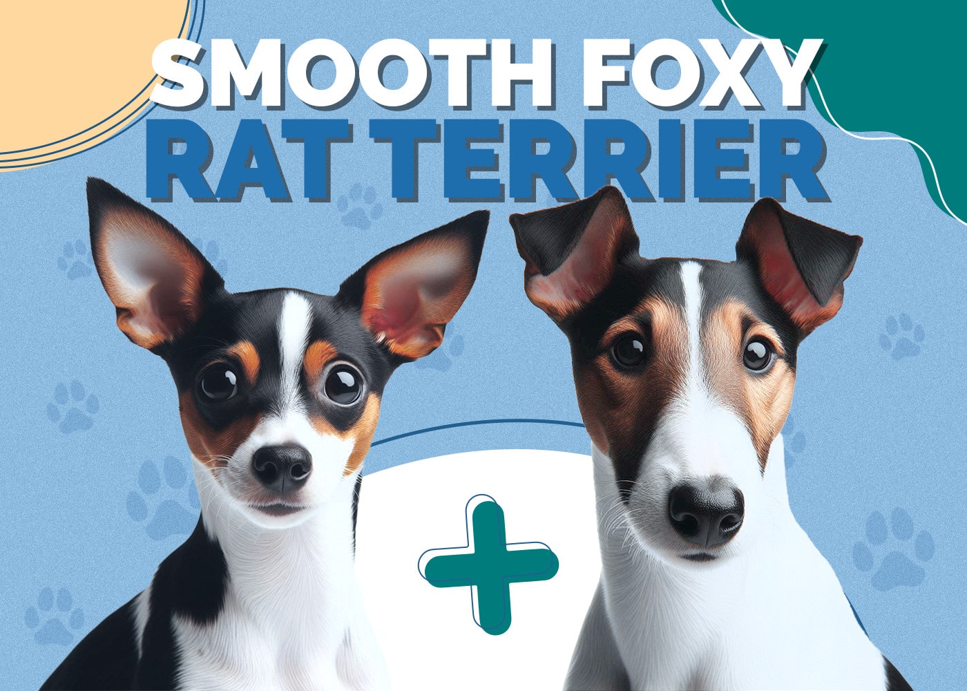 Smooth Fox Terrier & American Rat Terrier Mix: Info, Pictures & Facts