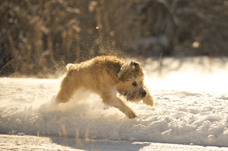 Why Is My Wheaten Terrier Being So Aggressive? 10 Common Reasons