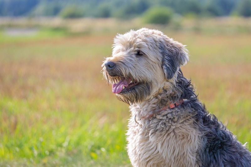 Are Soft Coated Wheaten Terriers Hypoallergenic? Vet-Reviewed Facts