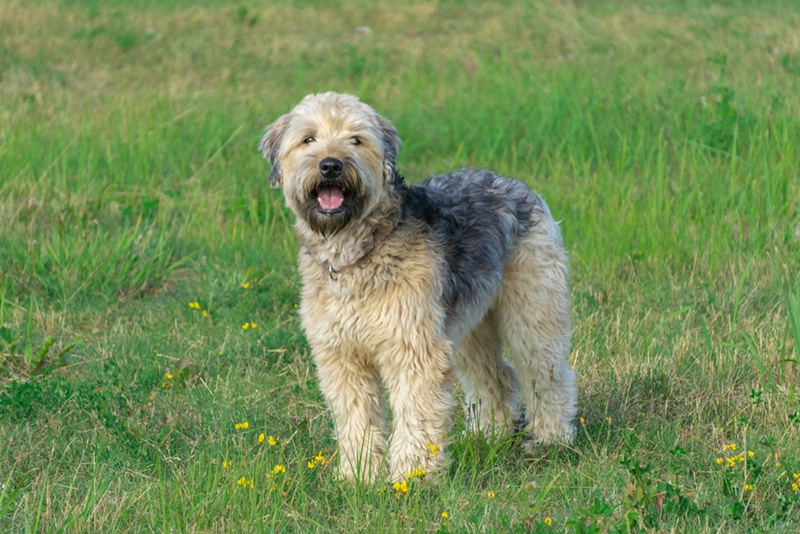 8 Wheaten Terrier Mixes: Info, Pictures, Temperament & Facts