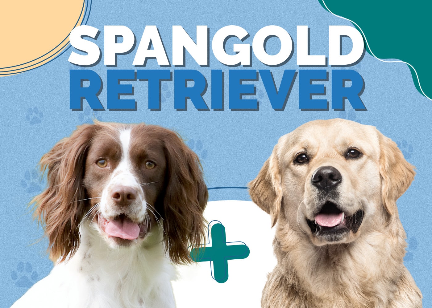 Spangold Retriever Dog Breed Info: Pictures, Personality & Facts