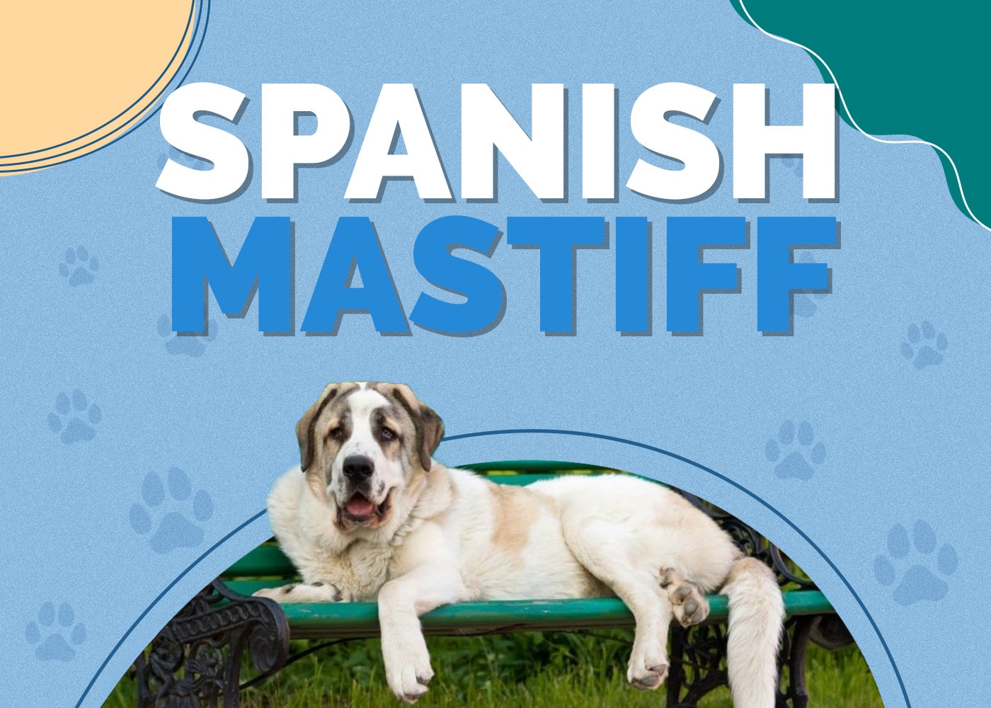 Spanish Mastiff Dog Breed Info: Pictures, Personality & Facts