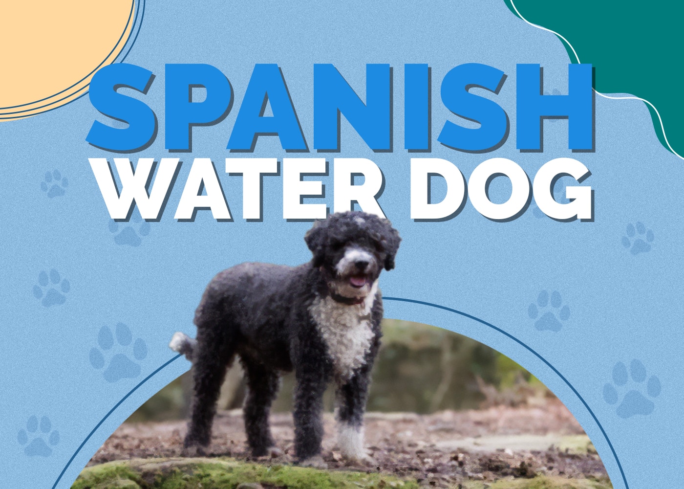Spanish Water Dog: Info, Pictures, Traits & Facts