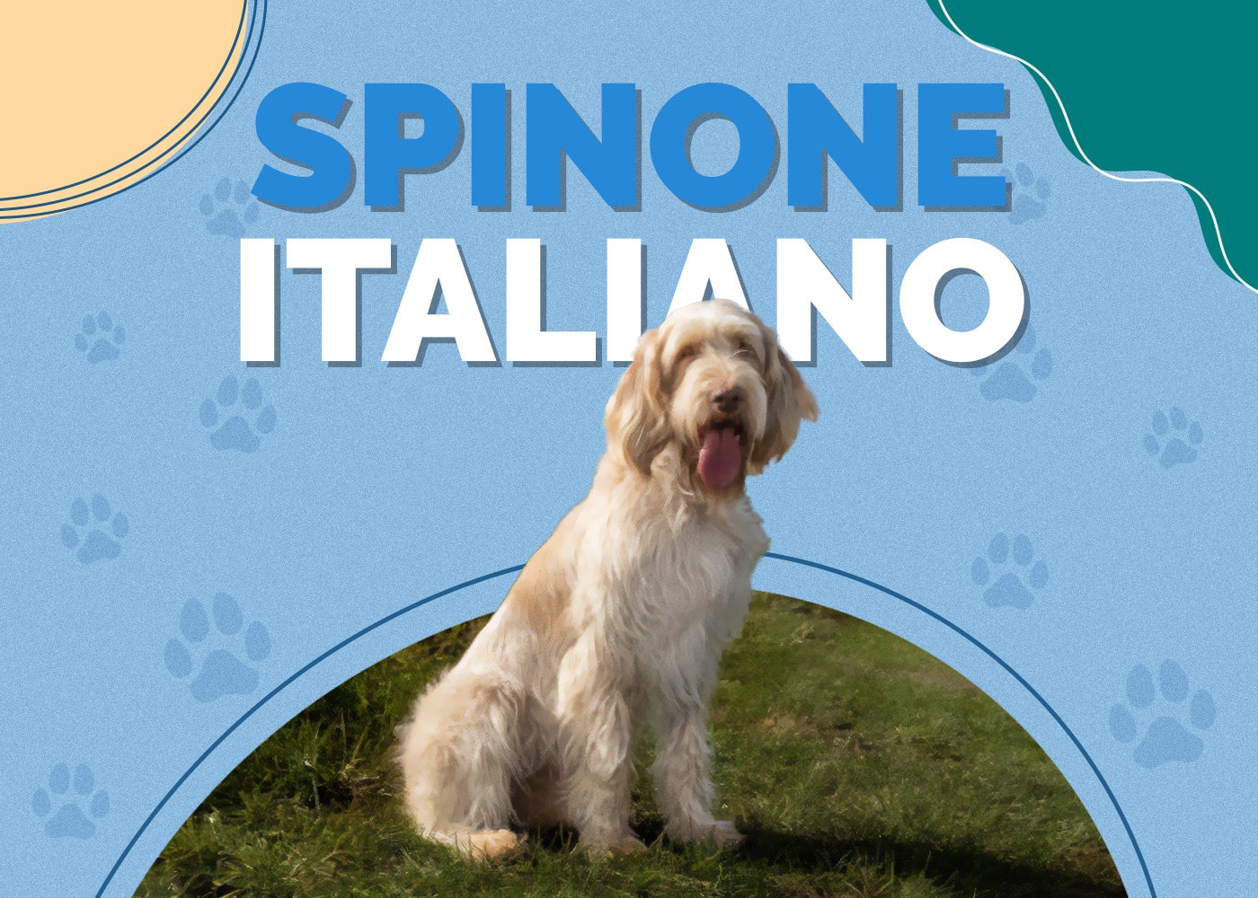 Spinone Italiano Breed Info: Pictures, Puppies, Traits & Facts