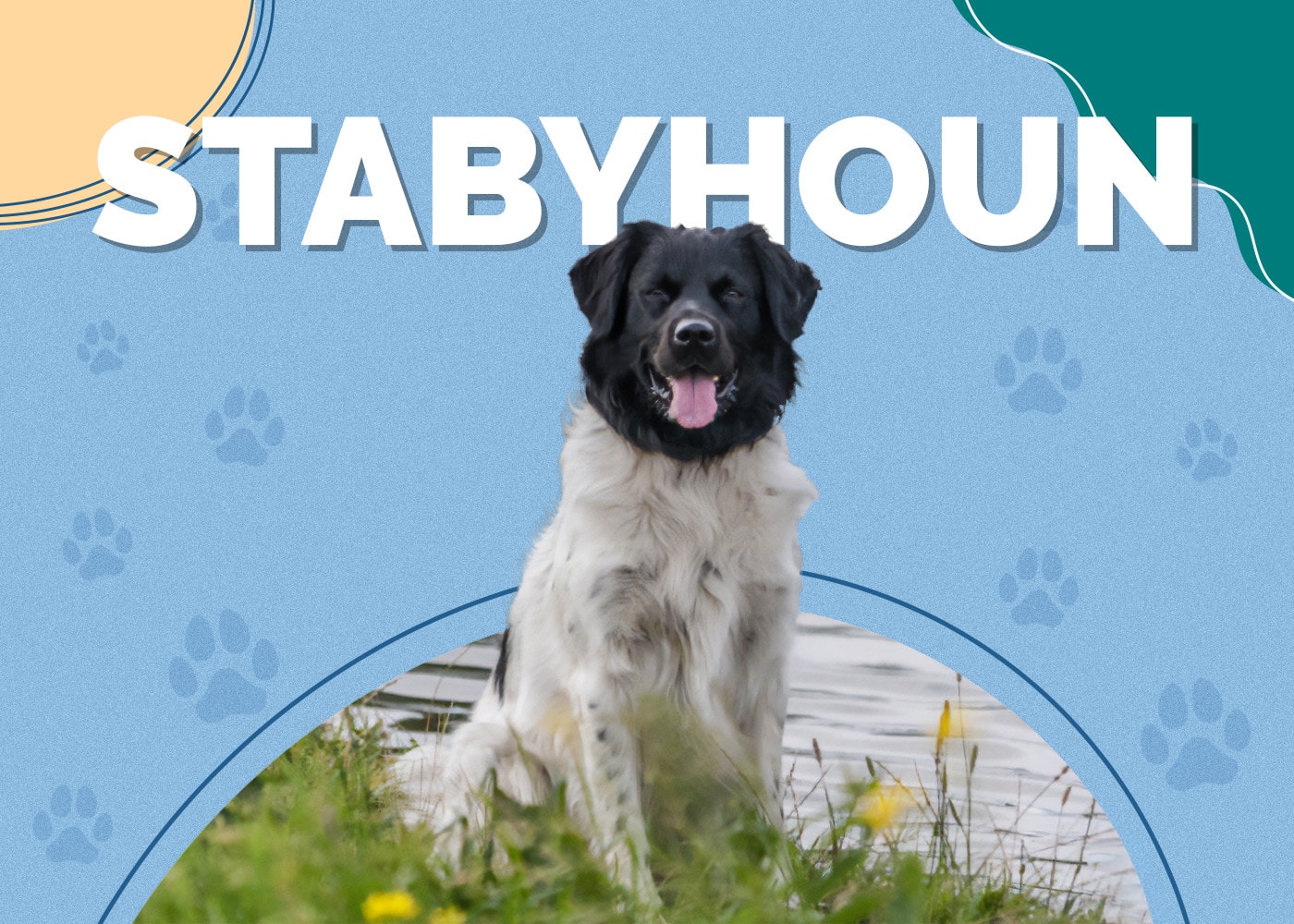 Stabyhoun Dog Breed Info: Pictures, Characteristics & Facts