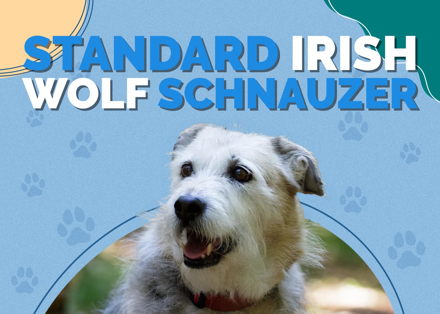 Standard Irish Wolf Schnauzer (Irish Wolfhound & Schnauzer Mix): Info, Pictures & Traits