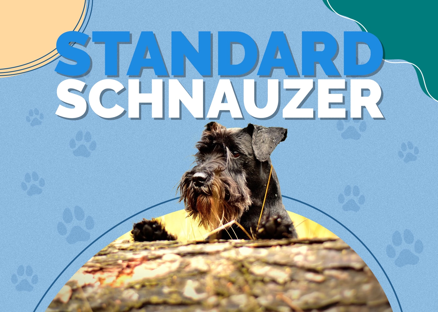 Standard Schnauzer Breed Info: Pictures, Traits & Facts