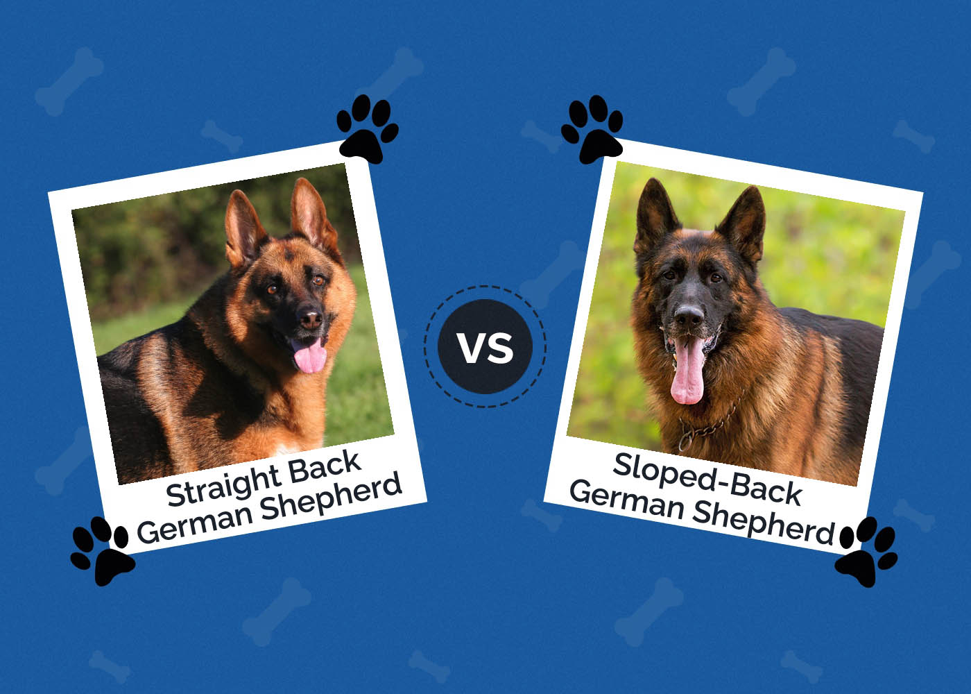 Straight vs. Sloped-Back German Shepherds: Key Differences (With Pictures)
