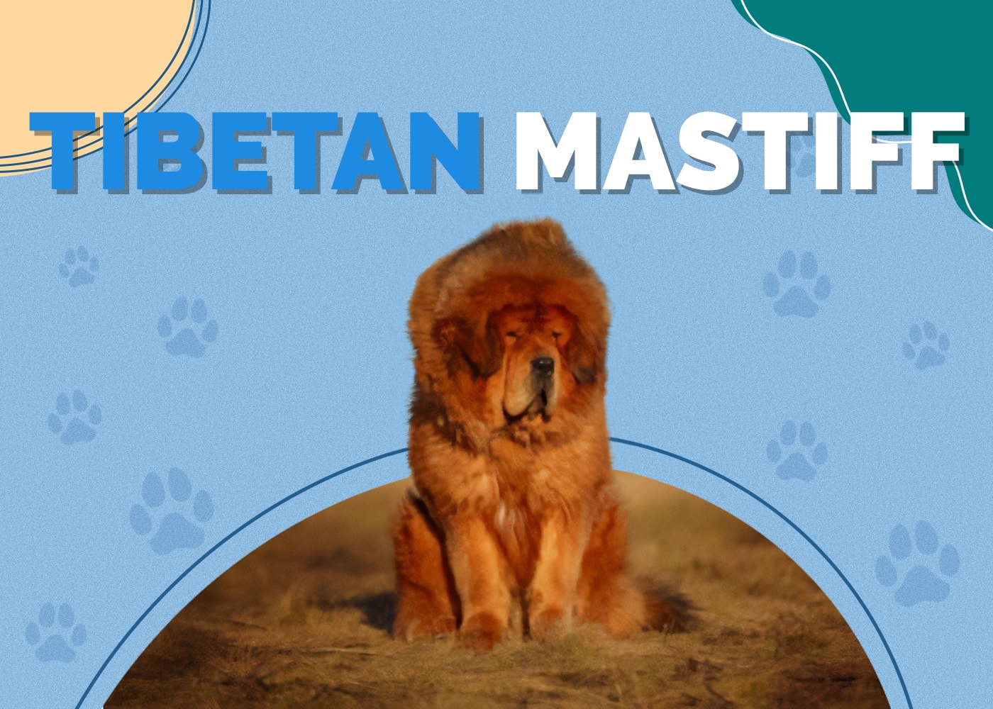 Tibetan Mastiff Dog Breed Info: Pictures, Personality & Facts
