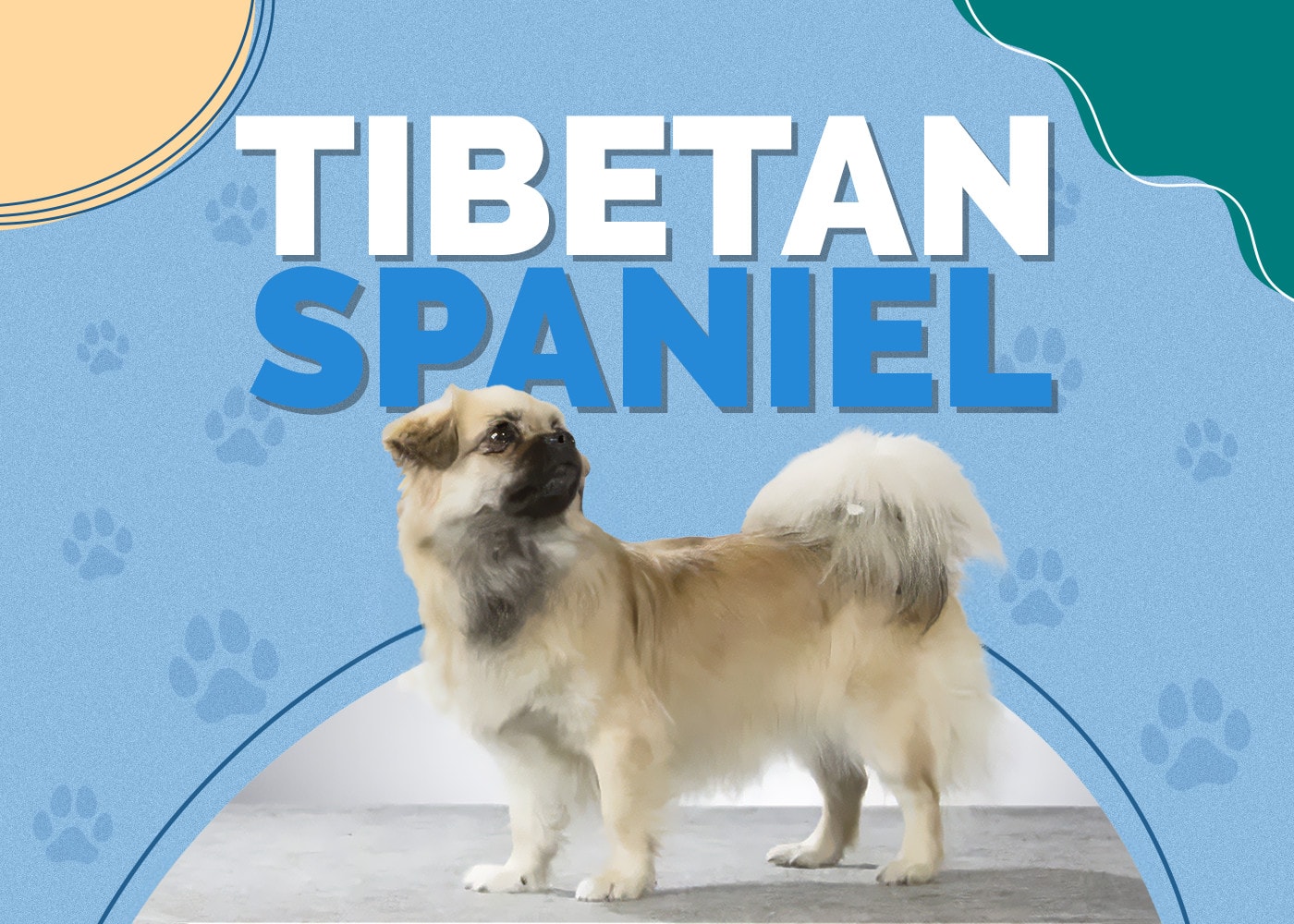 Tibetan Spaniel Dog Breed Info: Pictures, Traits, & Facts