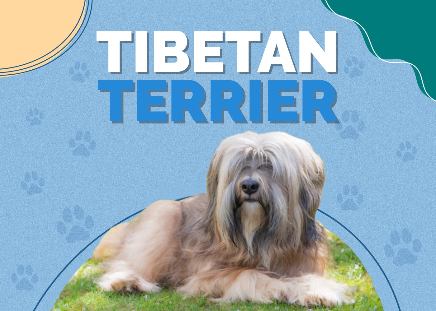 Tibetan Terrier Dog Breed: Info, Pictures, Personality & Facts