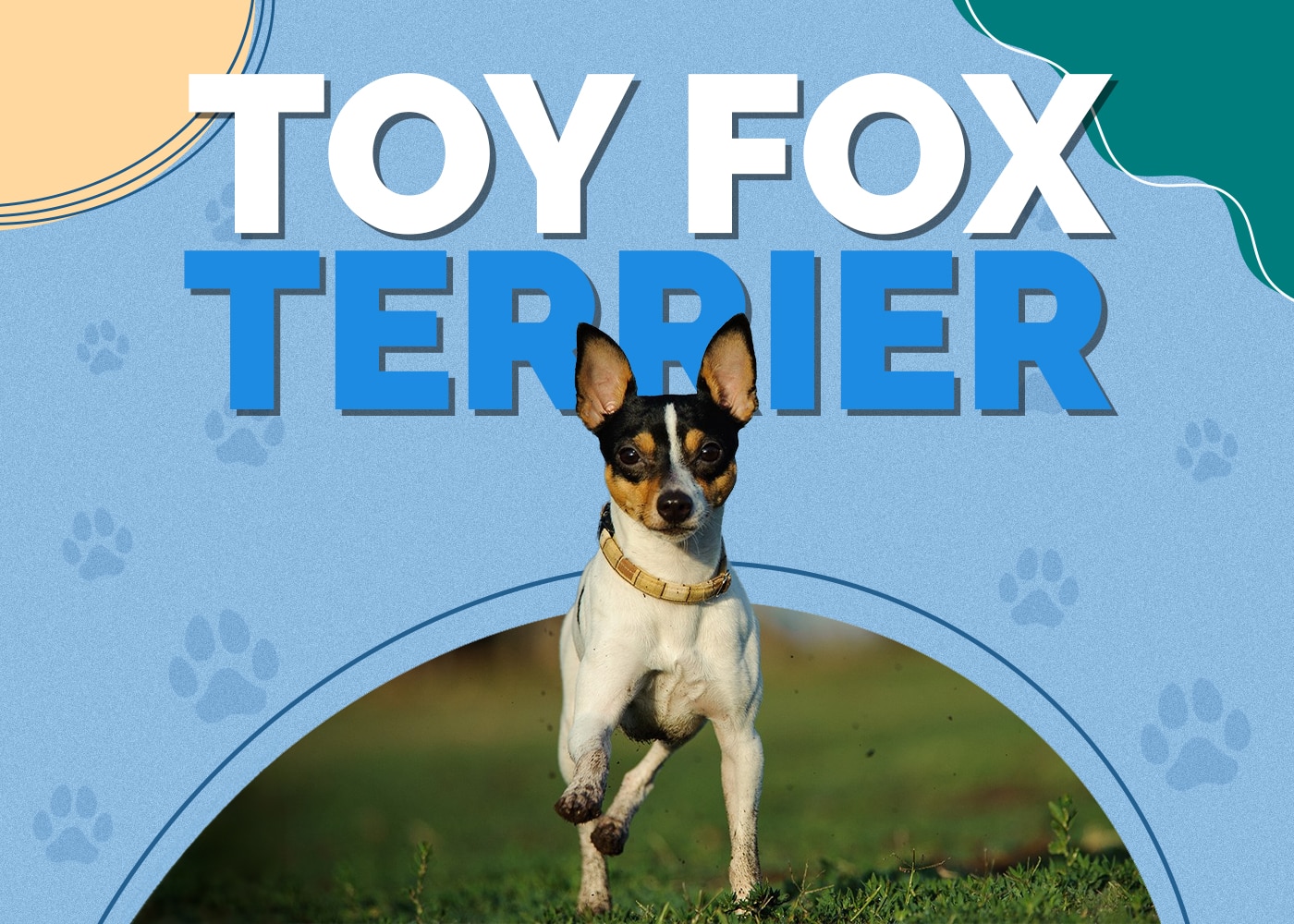 Toy Fox Terrier (Chihuahua & Greyhound Mix) Dog Breed Info, Pictures, Personality & Facts