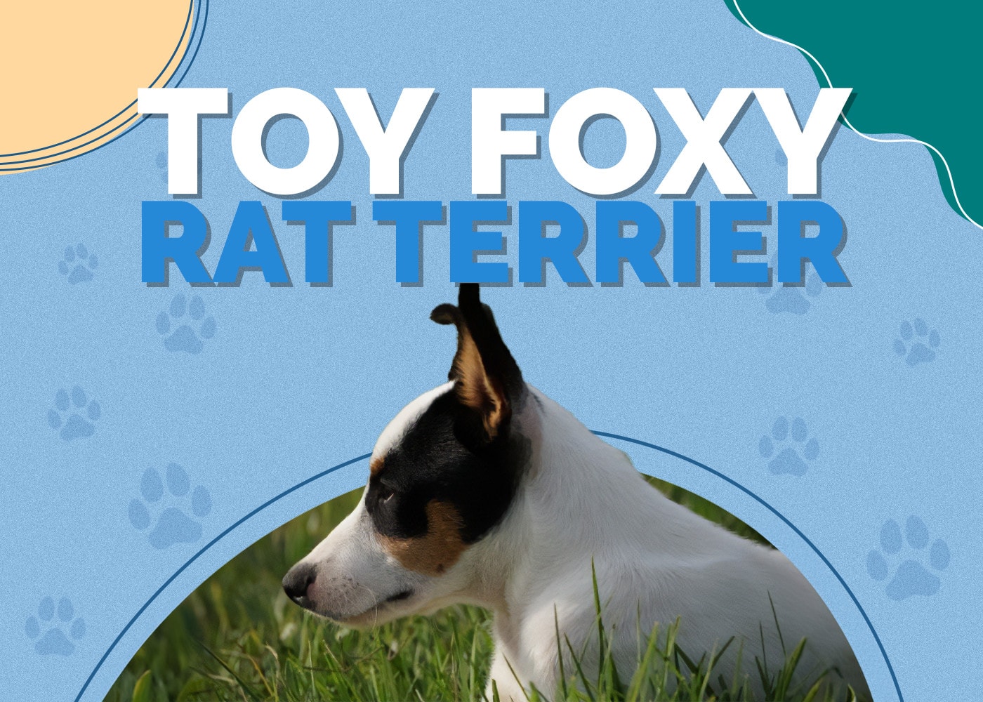 Toy Foxy Rat Terrier (Toy Fox Terrier & Rat Terrier Mix): Info, Pictures, Traits & Facts