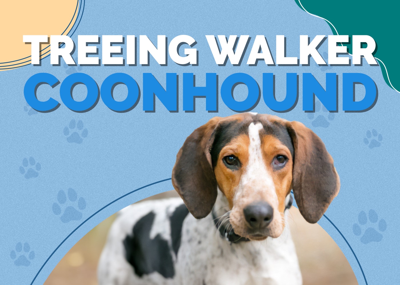 Treeing Walker Coonhound Dog Breed: Info, Pictures, Traits, Facts