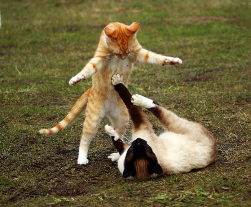 Do Cats Hiss When They Are Playing? Vet-Approved Facts