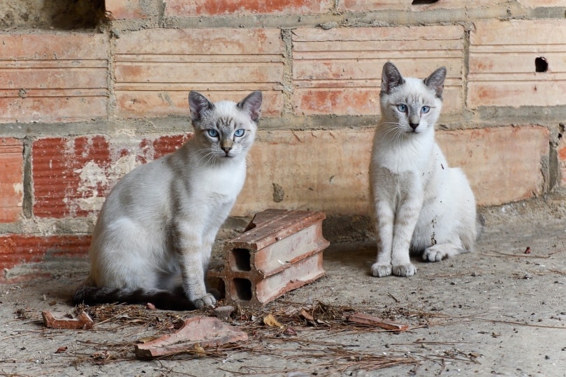 How Do Cats Communicate With Each Other? Vet-Reviewed Body Language, Pheromones & Sound
