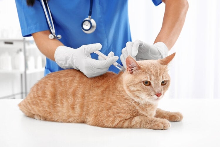 What Vaccines Do Indoor Cats Need? Our Vet Answers