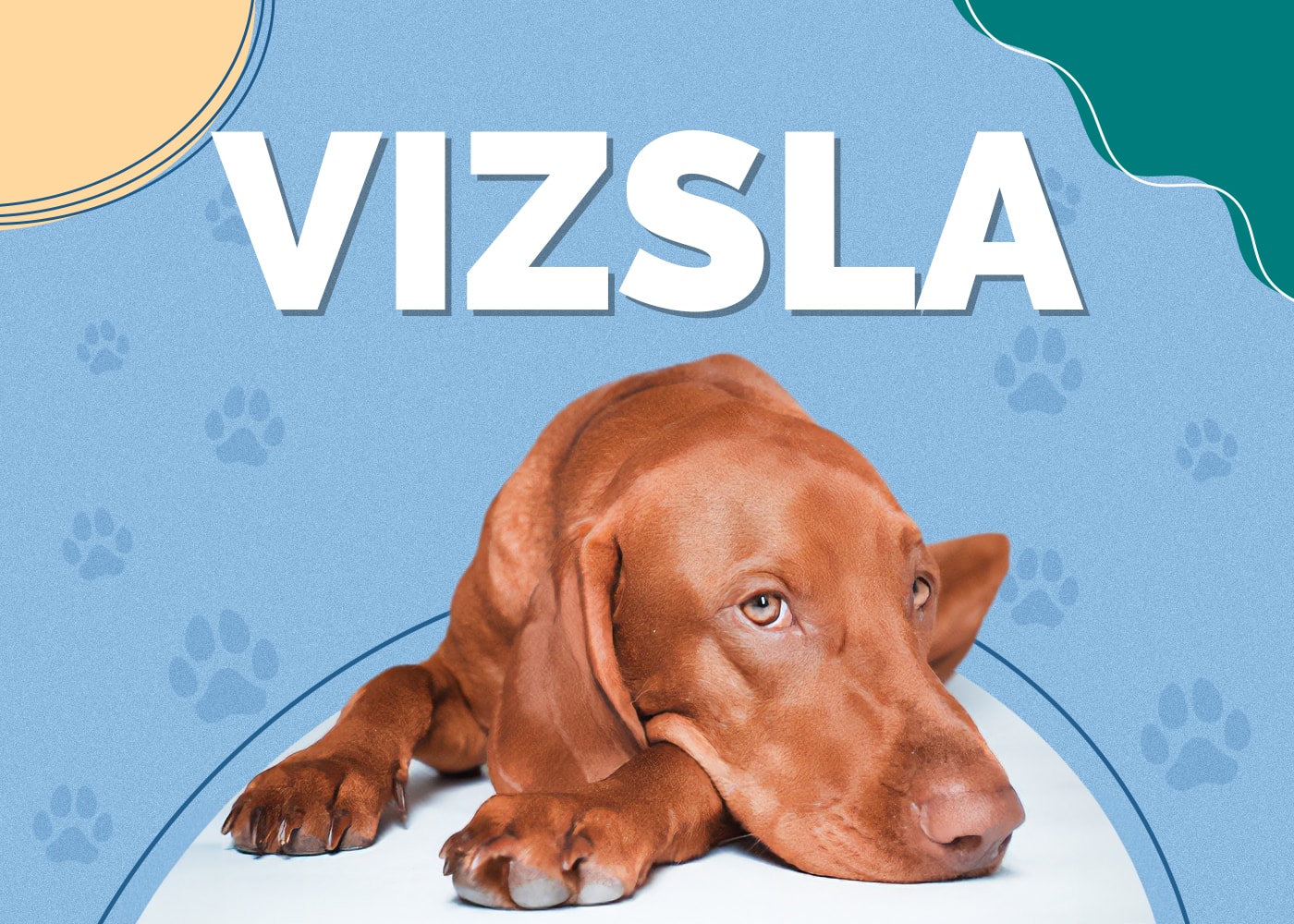 Vizsla Breed Info: Pictures, Characteristics, Facts & More