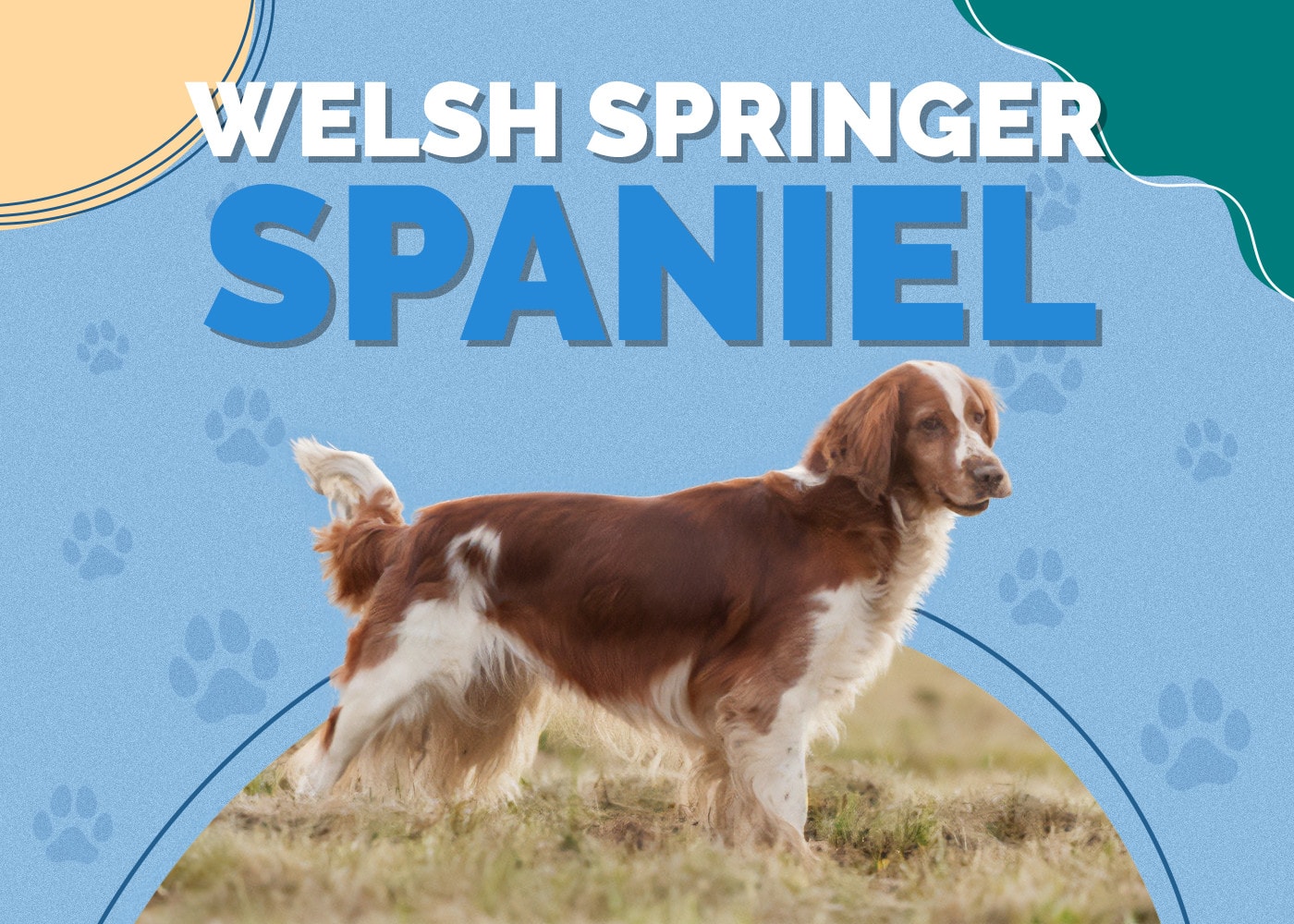 Welsh Springer Spaniel Dog Breed: Info, Pictures, Facts & Traits