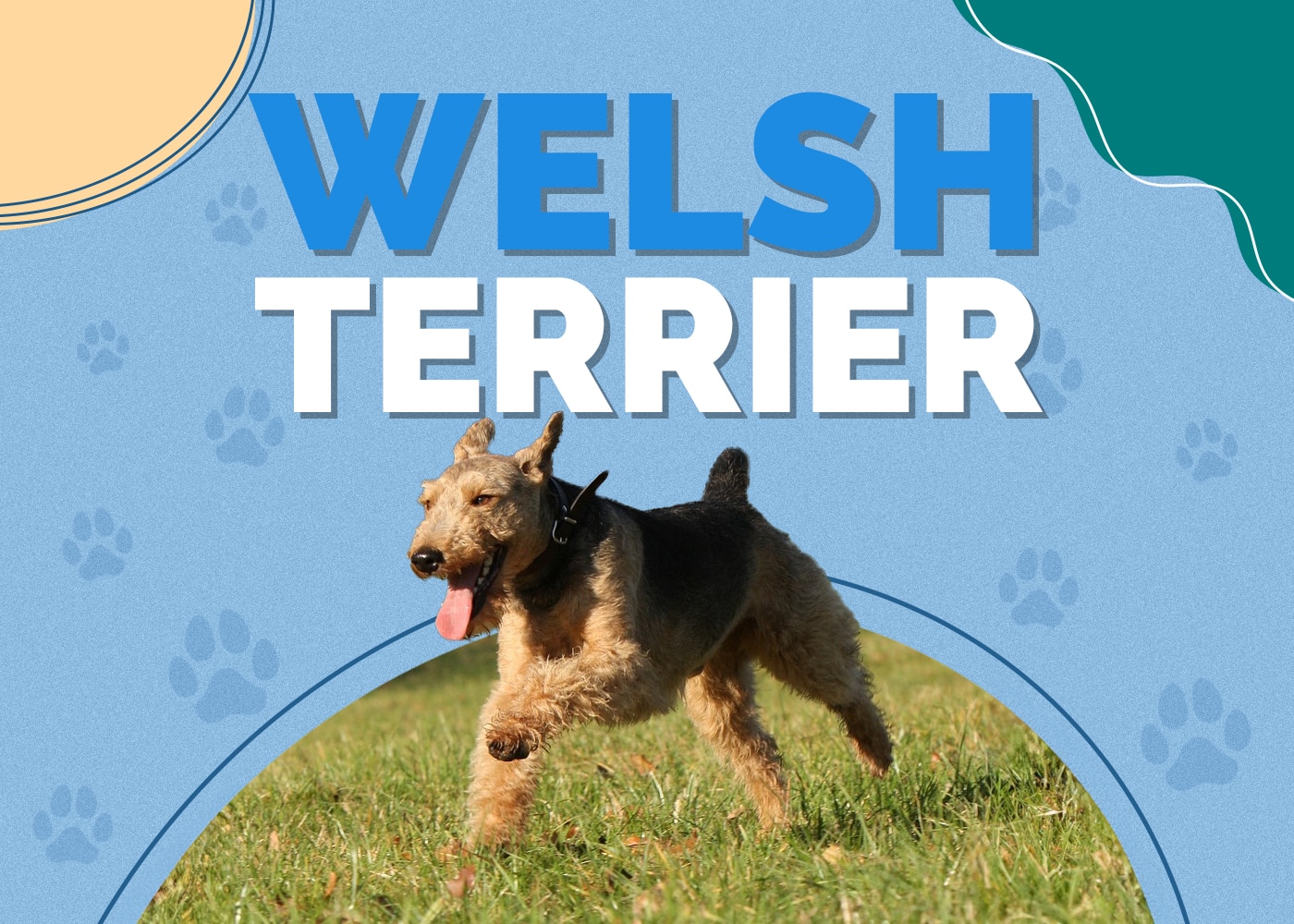 Welsh Terrier Dog Breed Info: Pictures, Personality & Facts
