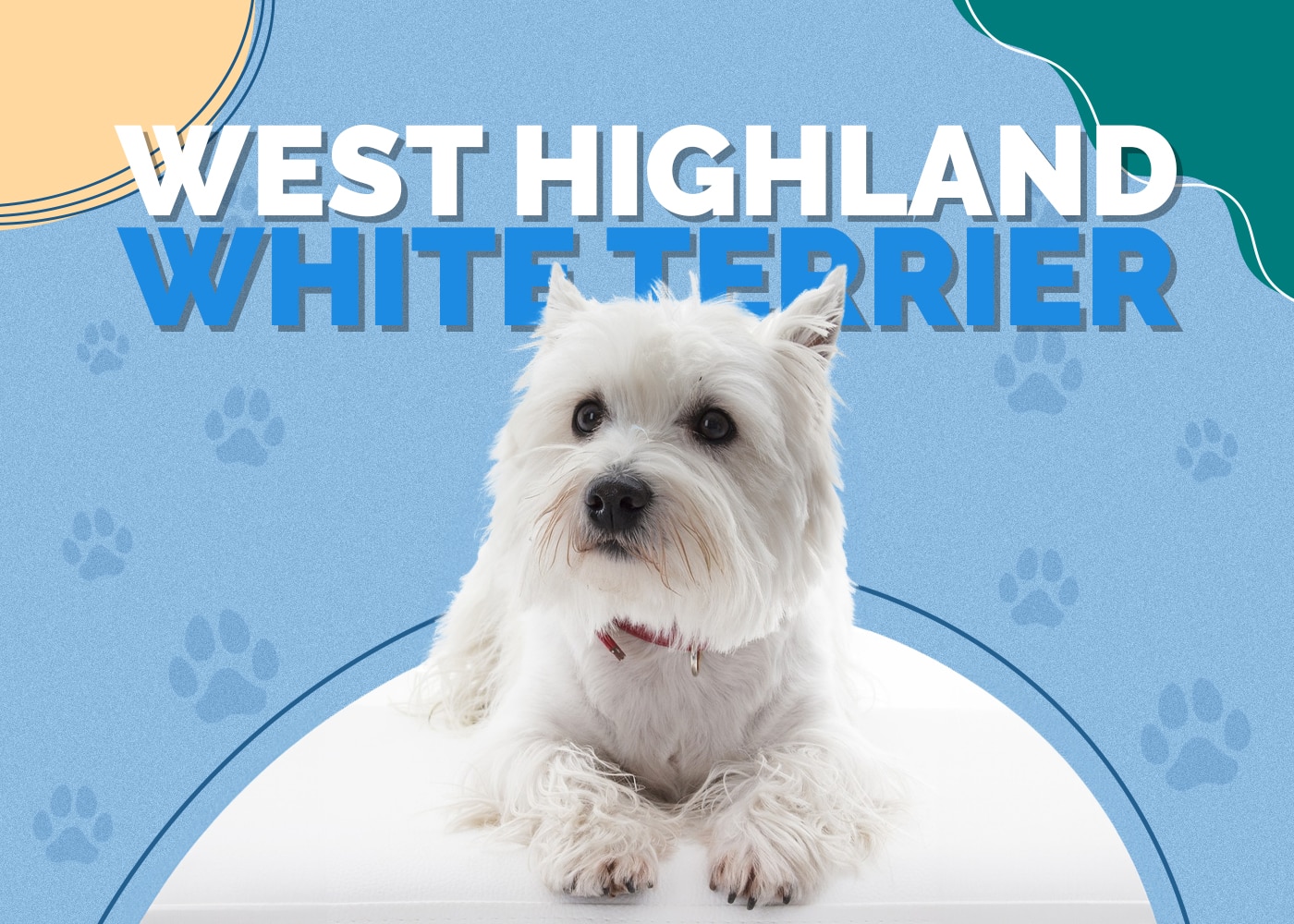 West Highland White Terrier (Westie) Dog Breed: Info, Pictures, Traits & Facts