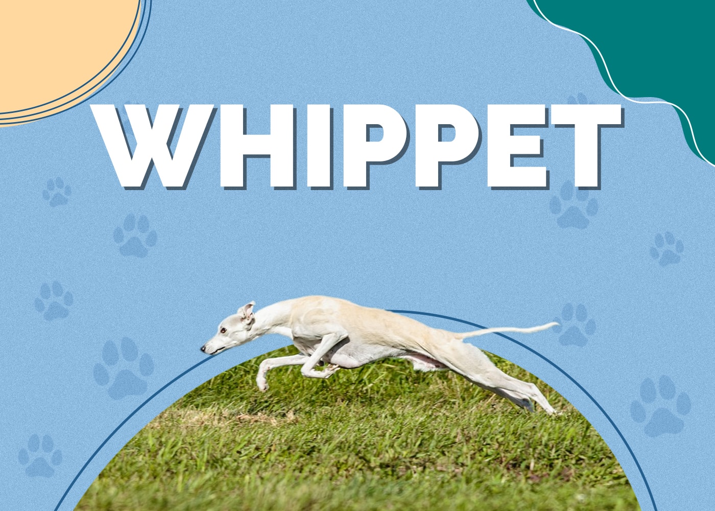 Whippet Dog Breed: Info, Pictures, Characteristics & Facts
