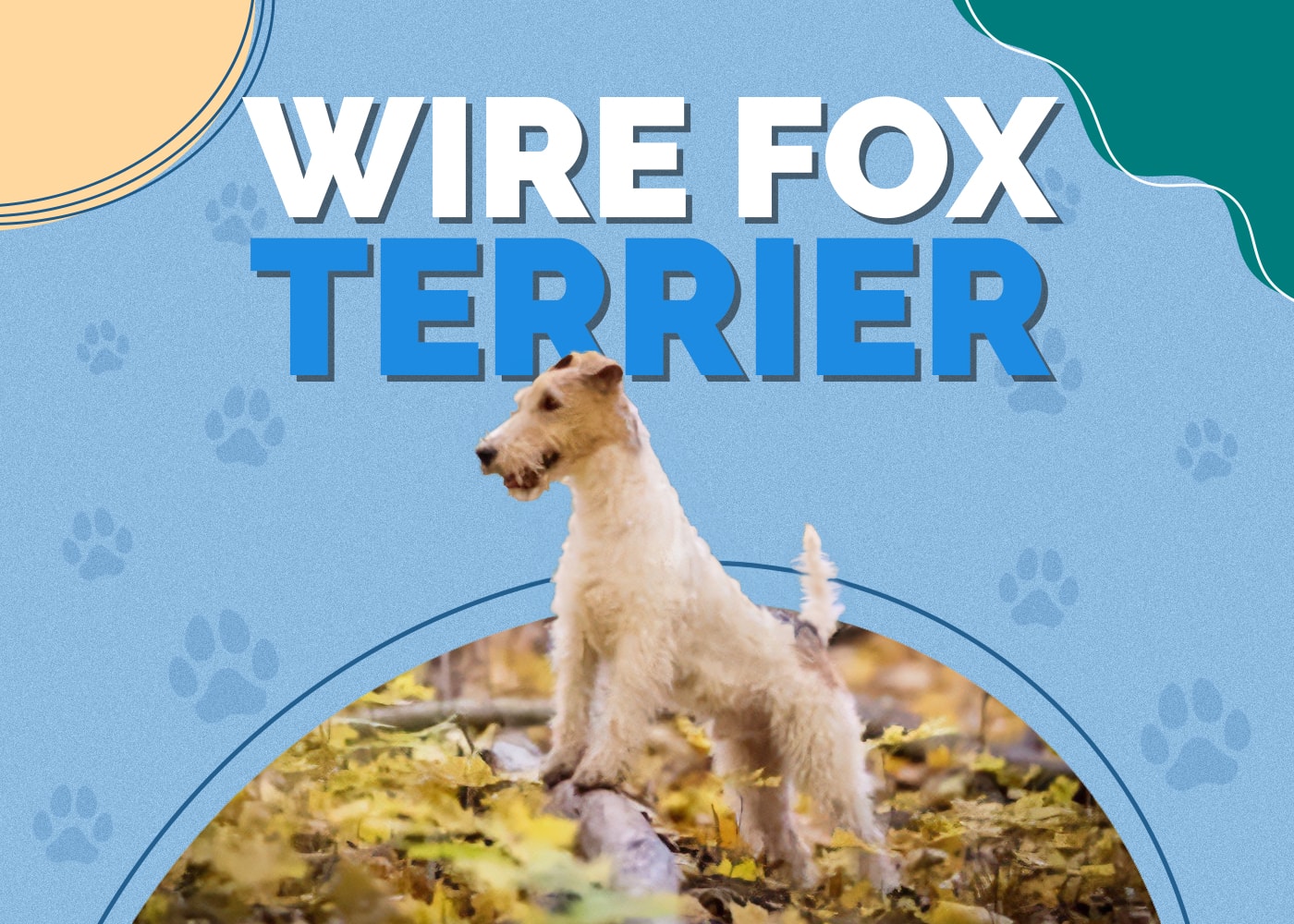 Wire Fox Terrier Dog Breed Info: Pictures, Personality & Facts