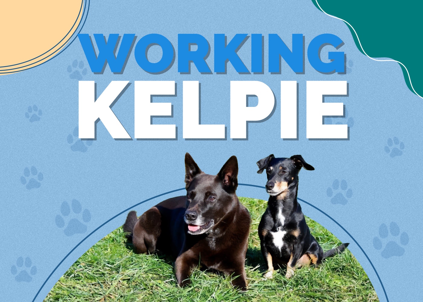 Working Kelpie Dog Breed Info: Pictures, Characteristics & Facts