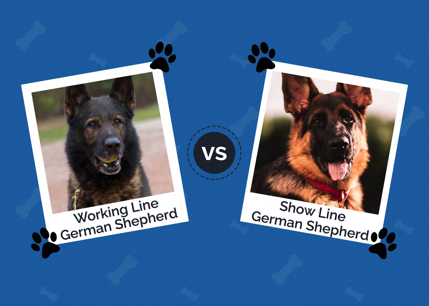Working Line vs. Show Line German Shepherds: Key Differences (With Pictures)