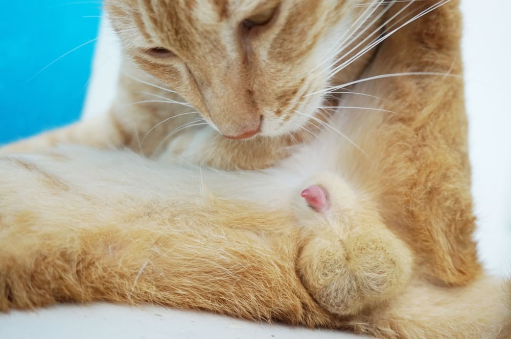 Why Do Cats Have Barbed Penises? Vet-Verified Facts & FAQ